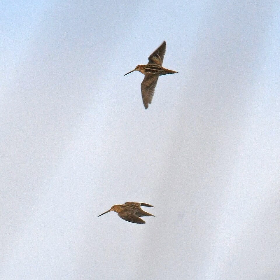 Wilson's snipe fowler beach 2.5.23 DSC 8865.jpg by lwolfartist is licensed under CC 2.0.
